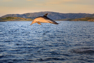 Dolphin in the fjord. Dolphin swimming and jumping out of water. Tropical dolphin in Flatanger,...