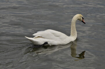 floating white swan