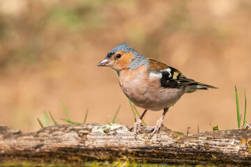 İspinoz » Common Chaffinch » Fringilla coelebs