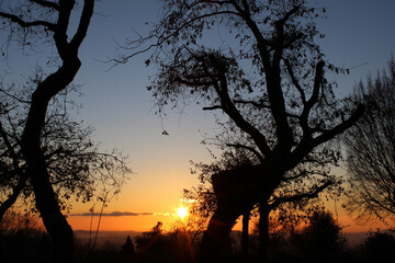 Tree silhouettes and shadows that result from an amazing sundown background. Tree silhouette on a hill at a colourful sunset in spring at the Alentejo, Portugal.