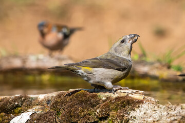 Çaprazgaga » Red Crossbill » Loxia curvirostra