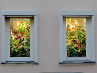Wohnung mit vielen Pflanzen, beleuchtete Fenster