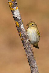Söğütbülbülü » Willow Warbler » Phylloscopus trochilus