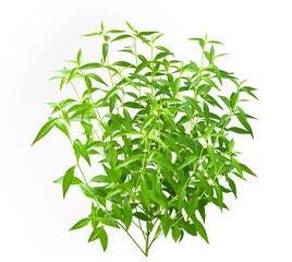 Andrographis paniculata plant on white background