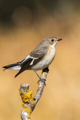 Halkalı sinekkapan » Collared Flycatcher » Ficedula albicollis
