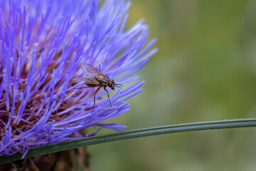 Male Autumn Fly on Artichoke Flower