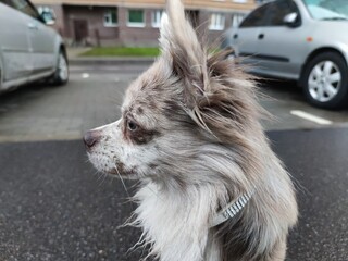 gray dog on the road portrait  in profile