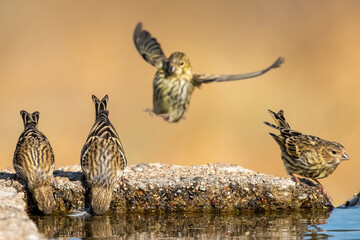 Küçük iskete » European Serin » Serinus serinus