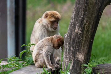 Naklejka na ściany i meble Barbary macaques 