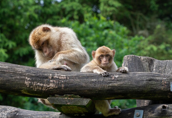 Barbary macaques 