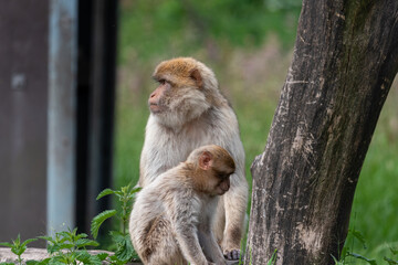 Barbary macaques 