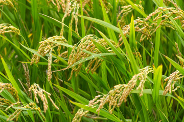 Cultivation of rice cereals in Camargue, Provence, France. Rice plants growing on farm fields.