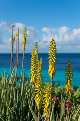 Summer and winter vacation destination, views of Curacao island and blue water of Carribean sea