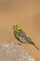 Küçük iskete » European Serin » Serinus serinus