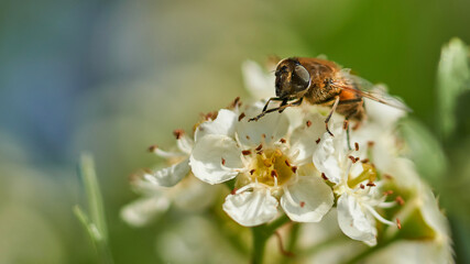Fly perched on a white flower and blur bokeh background. Colorful insect.