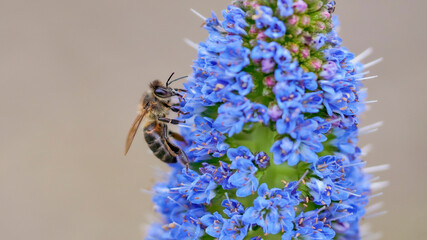 close-up of a bee on a blue flower. Macro scene.