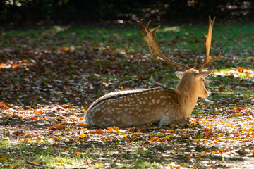 Male adult deer animal resting on grass in park