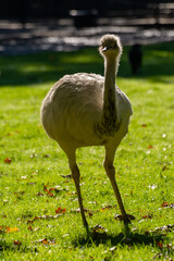 Young white ostrich birds leaving on farm