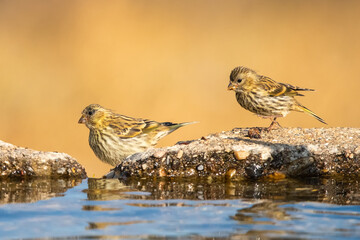 Küçük iskete » European Serin » Serinus serinus
