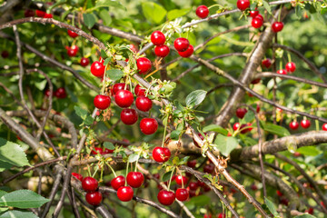 Harvesting of sour kriek cherry in Belgium