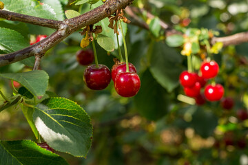 Harvesting of sour kriek cherry in Belgium