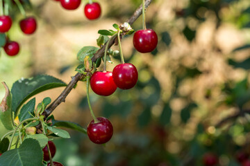 Harvesting of sour kriek cherry in Belgium