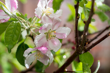 Fruit orchard in spring, pink blossom of apple fruit trees