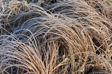 A texture created by nature.