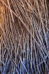 A texture created by nature.