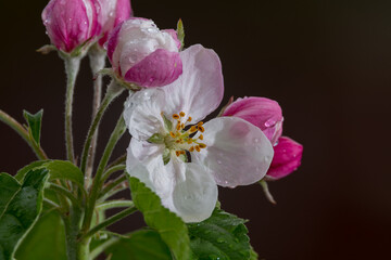 Fruit orchard in spring, pink blossom of apple fruit trees