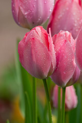 Spring blossom in garden, pink tulips flowers