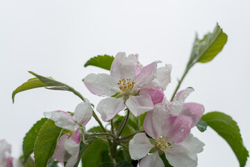 Fruit orchard in spring, pink blossom of apple fruit trees