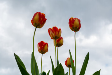 Red-yellow tulips flowers on white background