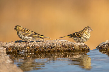 Küçük iskete » European Serin » Serinus serinus