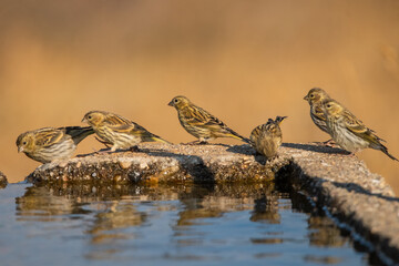 Küçük iskete » European Serin » Serinus serinus