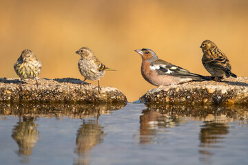 Küçük iskete » European Serin » Serinus serinus