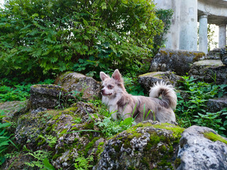 Gray dog with blue eyes Chihuahua in the forest on the stones in full growth