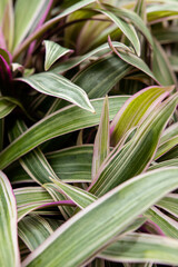 Obraz premium green and pink plant leaves