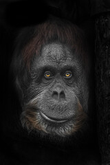An ironic half-smile and yellow eyes, a large face. Calm and smart orangutan face close-up portrait - 456249431