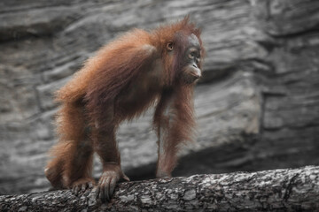  teenage orangutan walks on a log determination and a young lush coat - obrazy, fototapety, plakaty