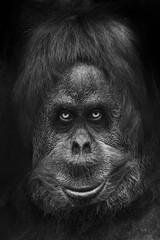 Scary monkey or Bigfoot, menacing look scary eyes head portrait close-up, black © Mikhail Semenov