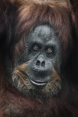 Friendly and open face of a female orangutan full-frame portrait, large red hair Calm and smart orangutan face close-up