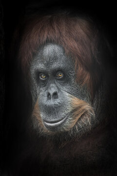 Appreciatingly sympathetic smile half-turned. Calm and smart orangutan face close-up