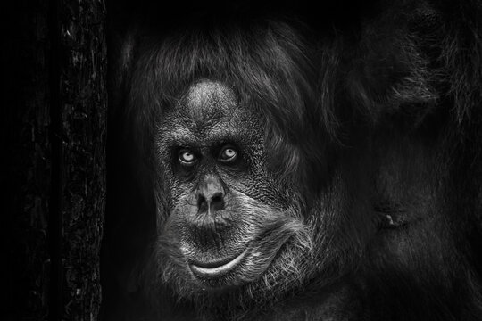portrait of an orangutan with a scary look like a Bigfoot near a tree, black and white photo, black