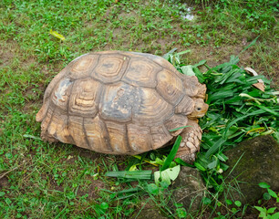 closeup big brown turtle eating fresh water spinach on green grass field, animal in nature lifestyle
