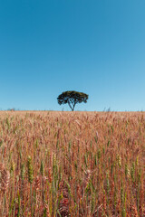 Plantação de Arroz próximo a serra da Boa esperança,  Guapé, Minas Gerais, Brasil