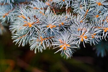 silver pine tree close up in the sunshine