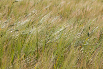 Field of barley in Brittany