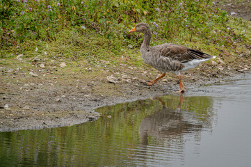 Greylag goose, anser anser, walking away from lake