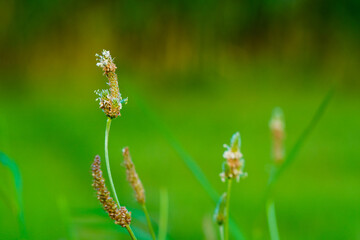 close up green grass in the meadows and field